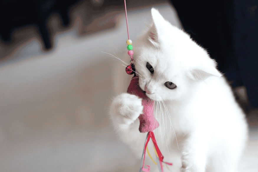 Gato branco brincando com brinquedo ecológico feito de tecido reciclado e cordão colorido.