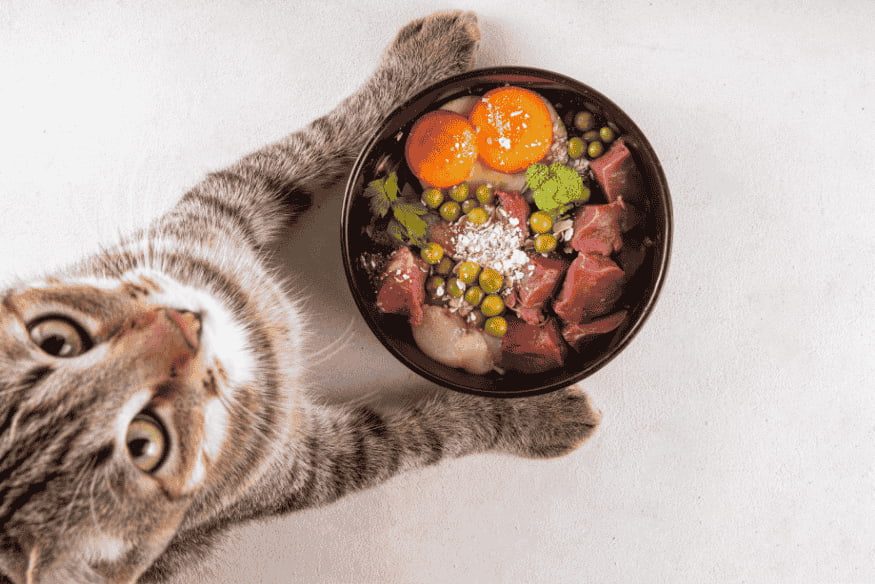 Gato ao lado de tigela com alimentação natural e sustentável feita com ingredientes alternativos.