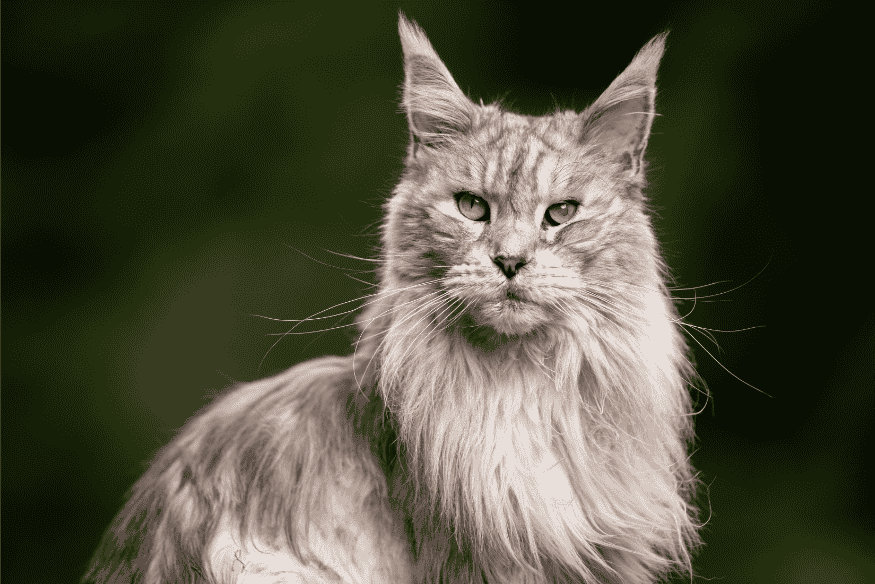 Gato da raça Maine Coon — expectativa de vida dos gatos e diferenças entre raças felinas.
