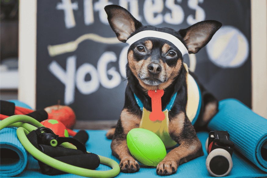Cachorro fazendo exercícios com acessórios de fitness — atividade física e longevidade dos pets.