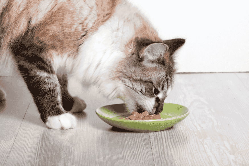Gato adulto comendo ração úmida em prato verde, representando os efeitos positivos da L-carnitina no controle de peso.