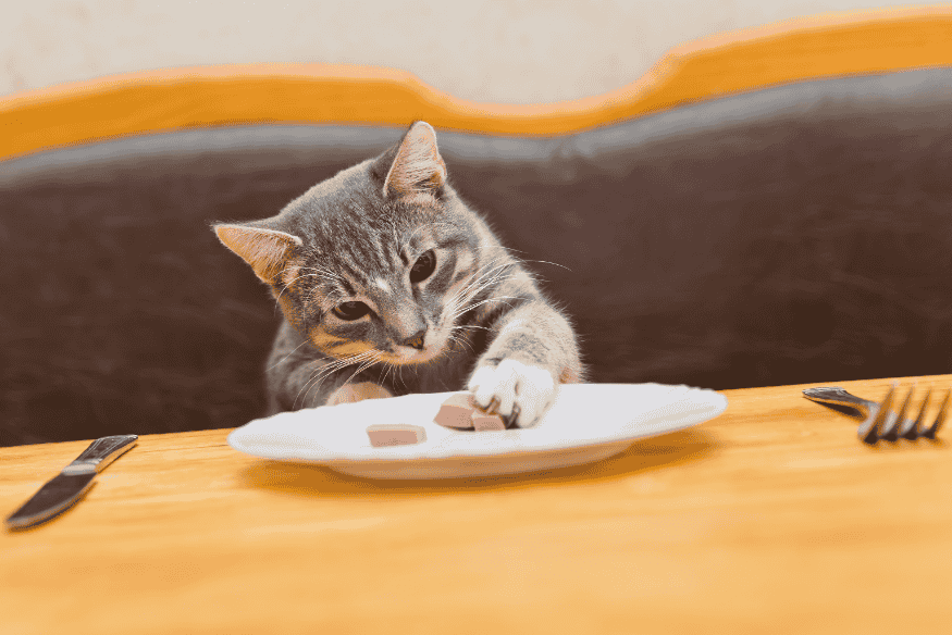 Gato cinza pegando ração com a pata em um prato, simbolizando interesse por uma alimentação equilibrada e adequada.