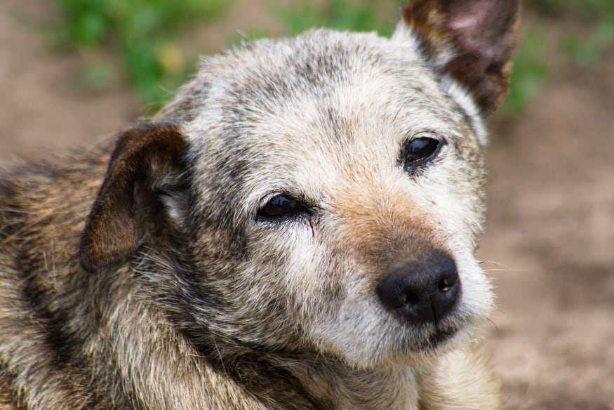 Cão idoso de pelagem grisalha deitado ao ar livre, representando a fase sênior dos pets e a importância de cuidados específicos com a alimentação.