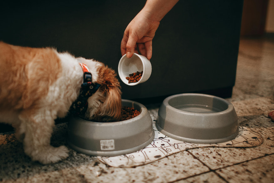 Pessoa servindo ração seca em tigela para cão idoso de pequeno porte, reforçando cuidados com a alimentação na terceira idade canina.