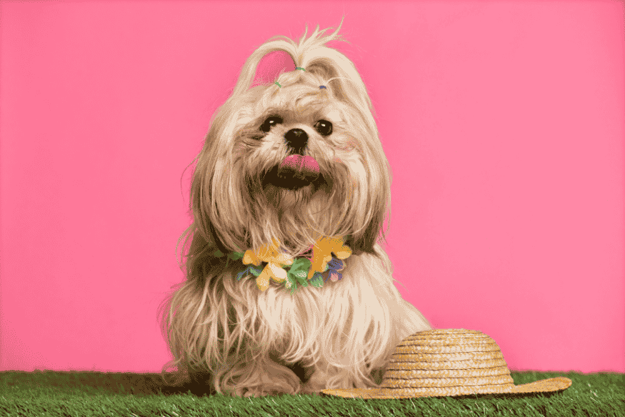 Shih Tzu com coleira colorida posa para foto em fundo rosa, representando uma das raças de cachorro mais populares do Brasil.