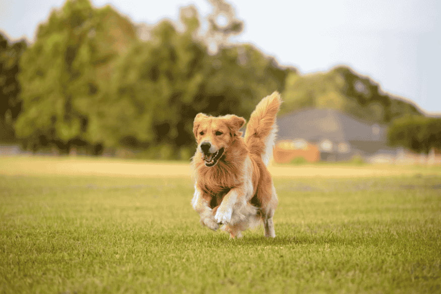 Golden Retriever correndo livremente em um campo gramado, símbolo de energia e afeto.