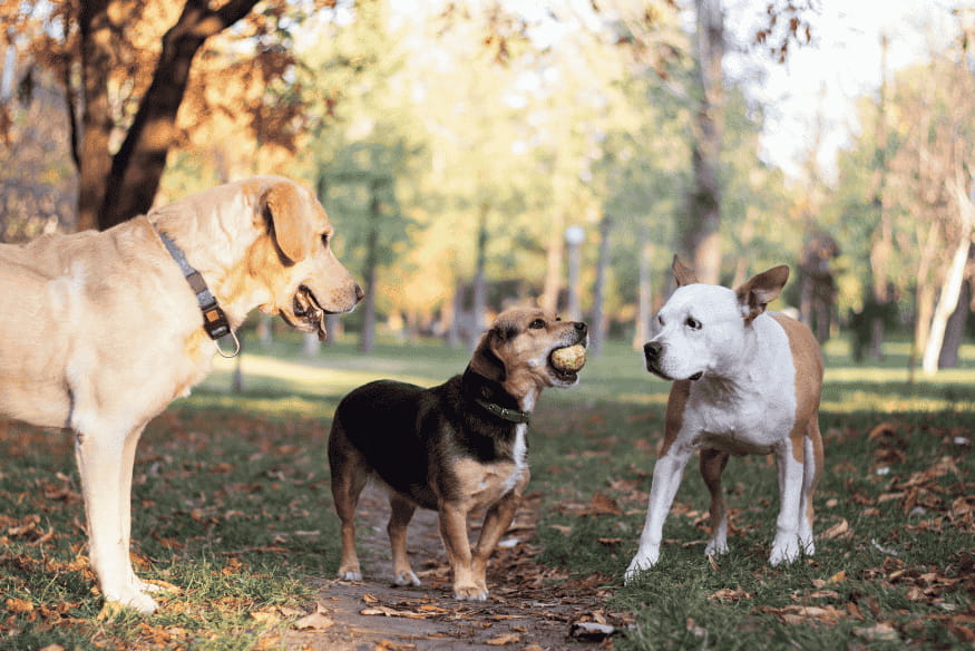 Grupo de cães de diferentes raças brincando juntos em parque, representando a diversidade das raças de cachorro mais queridas do Brasil.