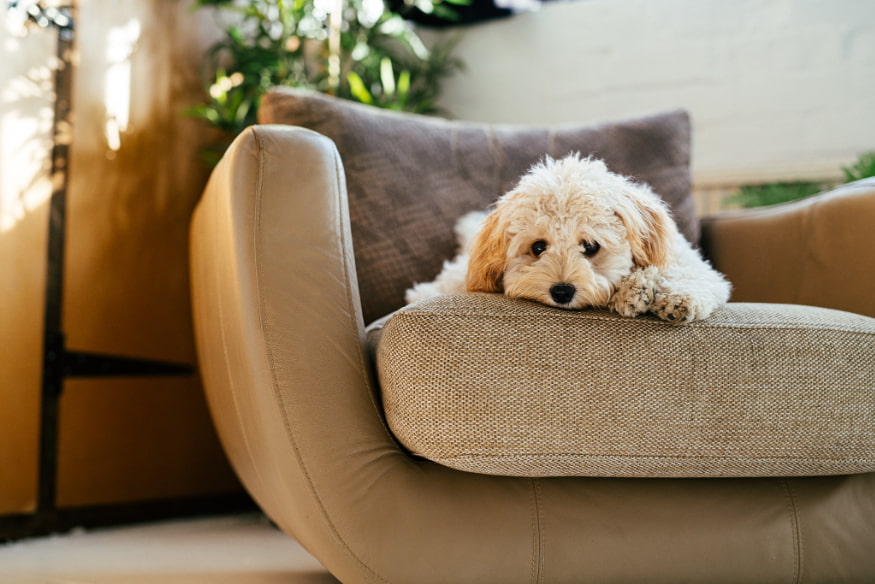 Cachorro deitado em poltrona com expressão triste e postura encolhida, ilustrando sinais comportamentais de estresse em pets.