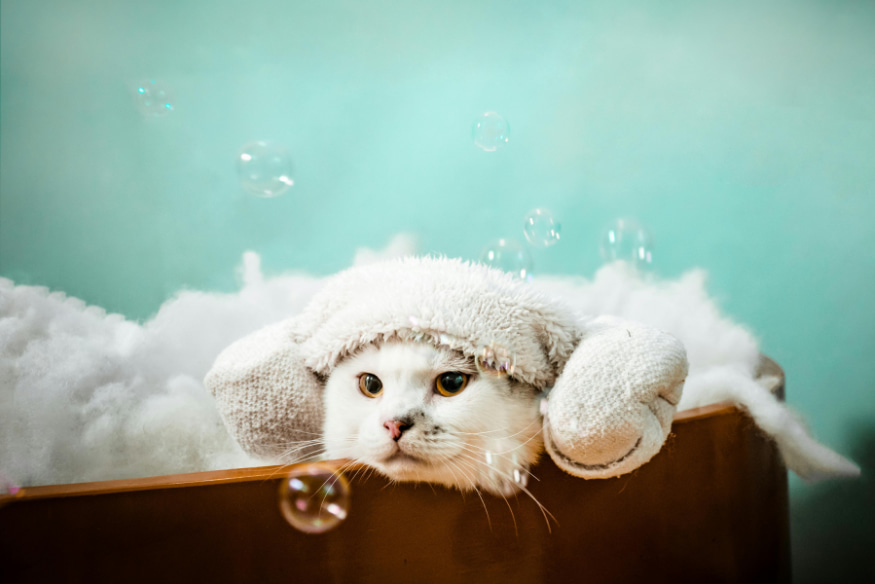 Gato branco em meio à espuma de banho com touca de toalha, representando cuidados para reduzir o estresse em pets com ambiente relaxante e acolhedor.
