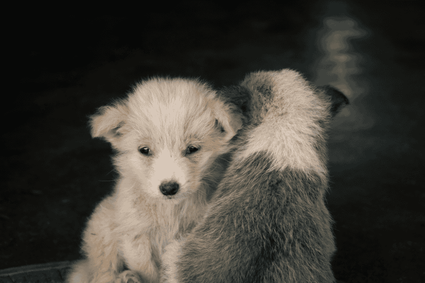 Filhotes de cachorro interagindo juntos em um ambiente escuro, representando o início da socialização.