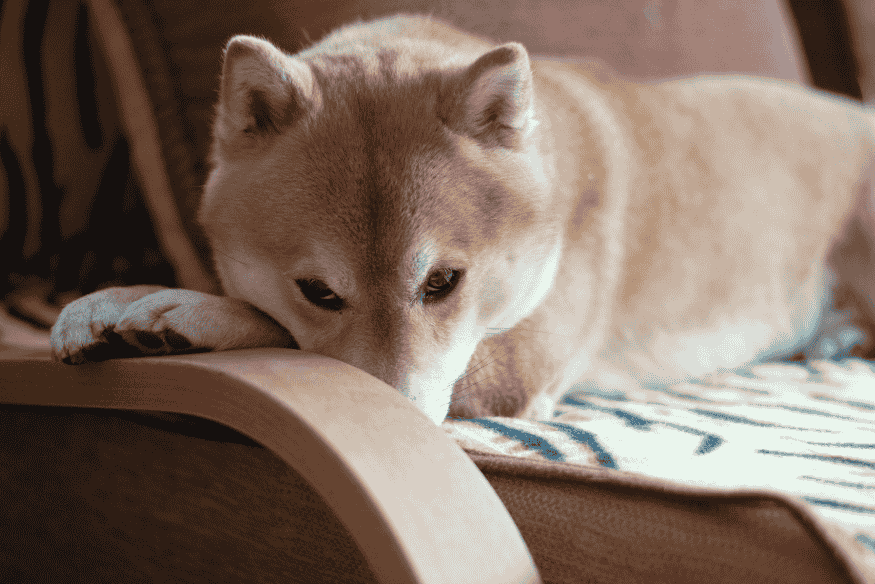 Cachorro deitado em um sofá com expressão introspectiva, representando um momento de pausa e observação.