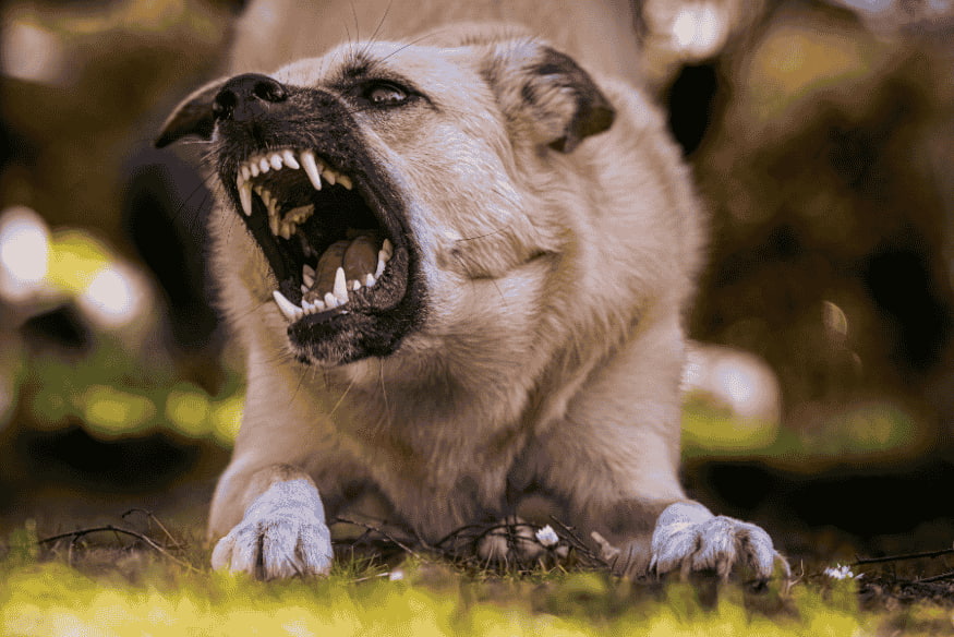 Cachorro rosnando com expressão agressiva em área externa, sinal de dificuldade de socialização.