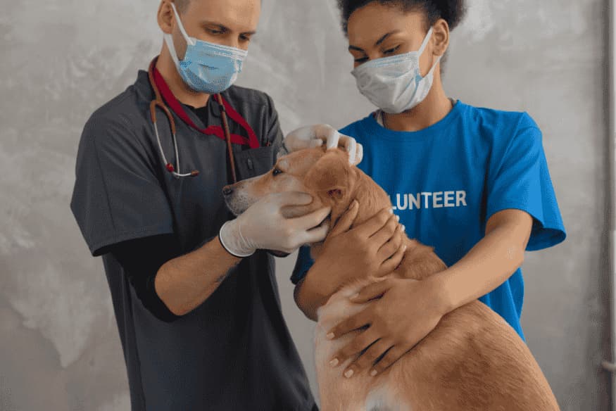 Veterinário e voluntária examinando cachorro antes de indicar suplemento vitamínico