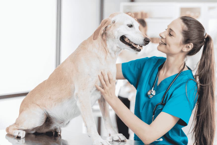Cachorro saudável sendo examinado por veterinária, resultado de alimentação orgânica e cuidados naturais.
