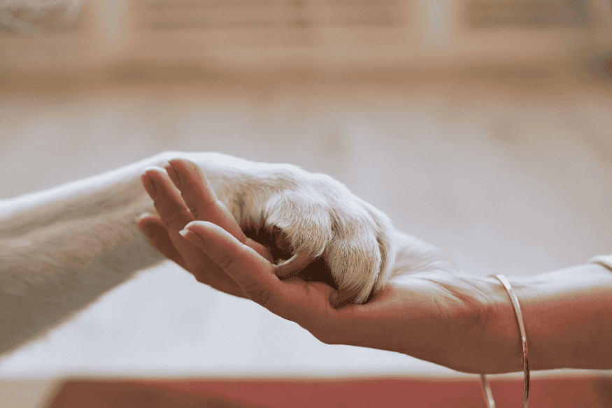 Vínculo afetivo entre tutor e pet reforçado por uma alimentação natural e sustentável.