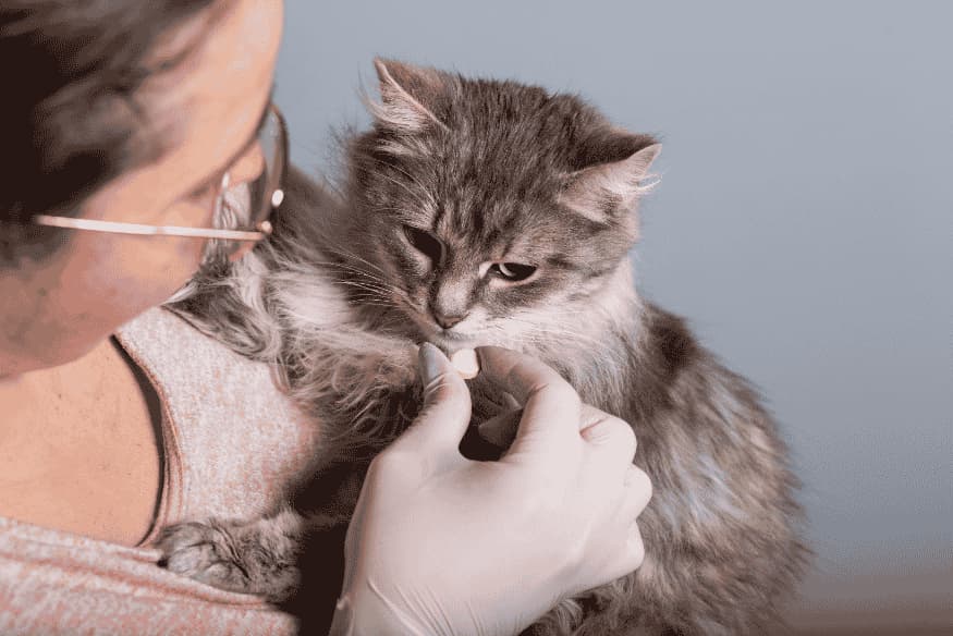Gato sendo medicado com suplemento vitamínico por tutora usando luvas