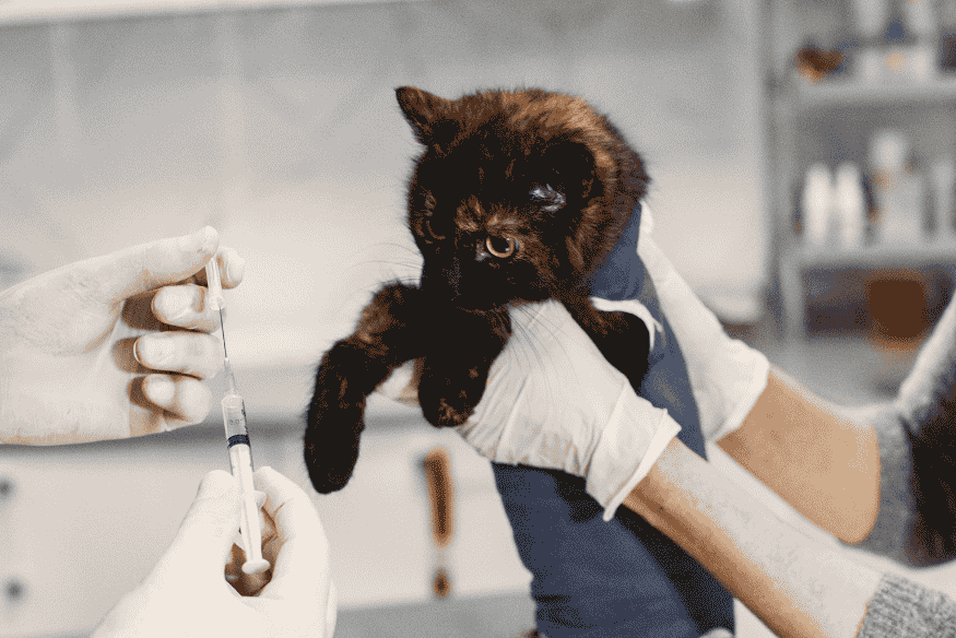 Gato preto sendo segurado por um profissional veterinário enquanto uma seringa é preparada, representando o encerramento da vacinação com segurança.