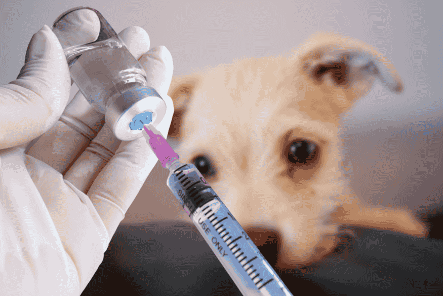 Vacina sendo preparada com seringa diante de um filhote de cachorro atento, representando a importância da imunização desde cedo.