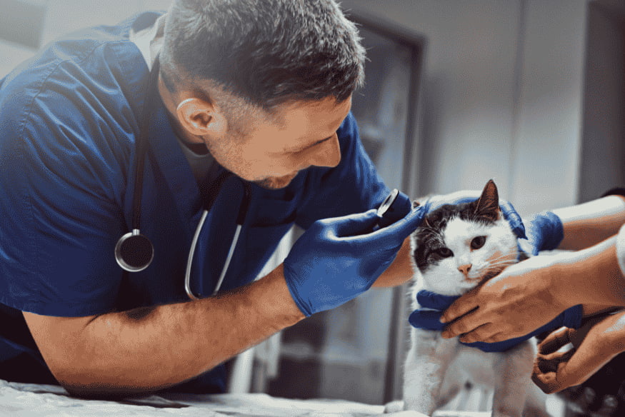Veterinário examinando as orelhas de um gato branco e preto, simbolizando os cuidados clínicos antes e depois da vacinação.