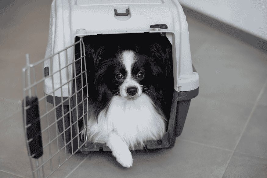 Cão pequeno dentro de uma caixa de transporte, pronto para viajar com segurança de carro ou avião.