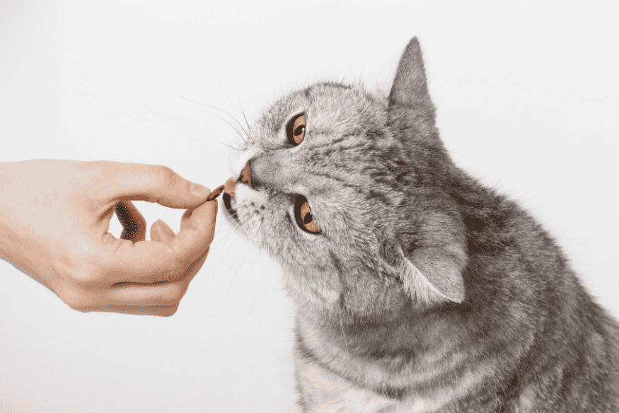 Gato sendo alimentado com petisco antes de uma viagem de carro ou avião.