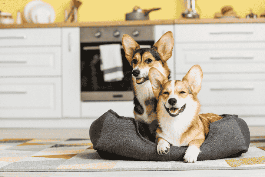 Dois cães da raça Corgi deitados juntos em uma caminha em cozinha.