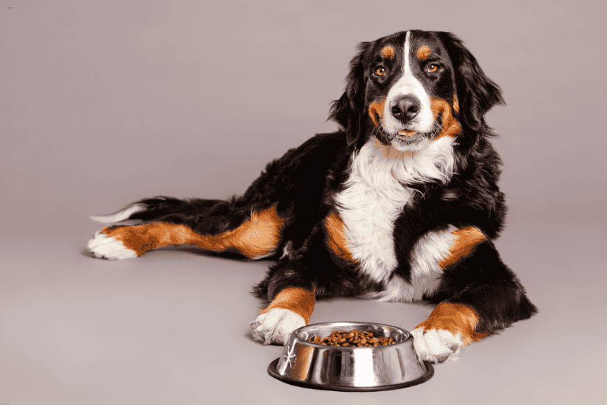 Cachorro de porte grande deitado ao lado de um pote de ração.