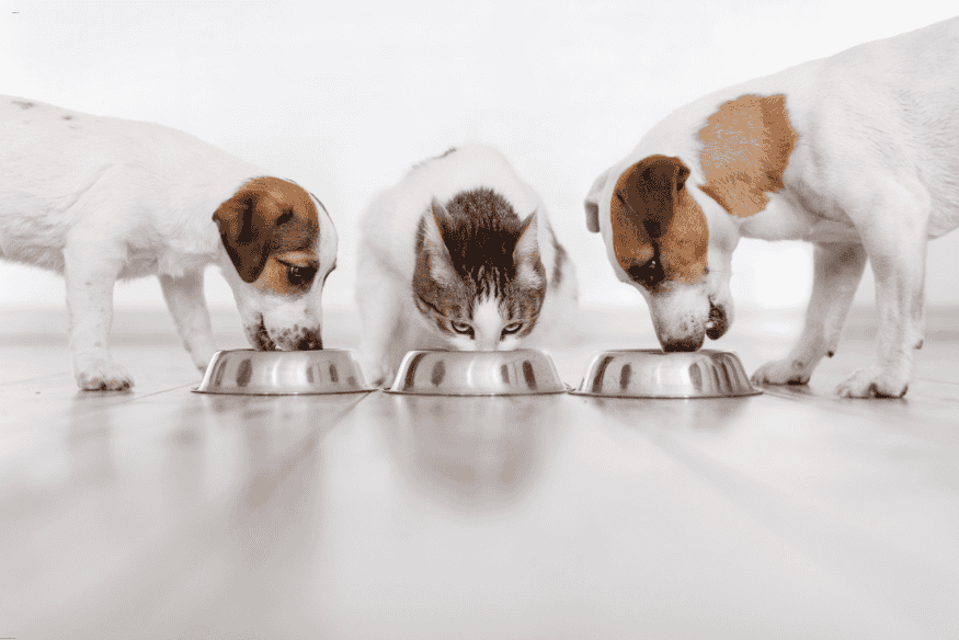 Dois cachorros e um gato comendo ração em potes de inox.