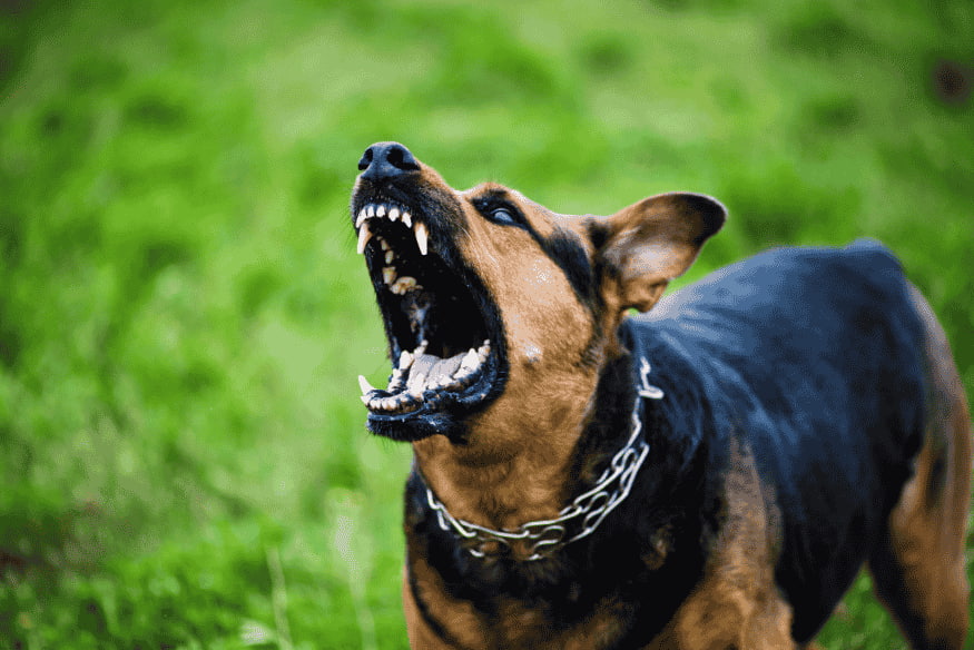 Cão preto e marrom latindo com expressão agressiva, mostrando os dentes.