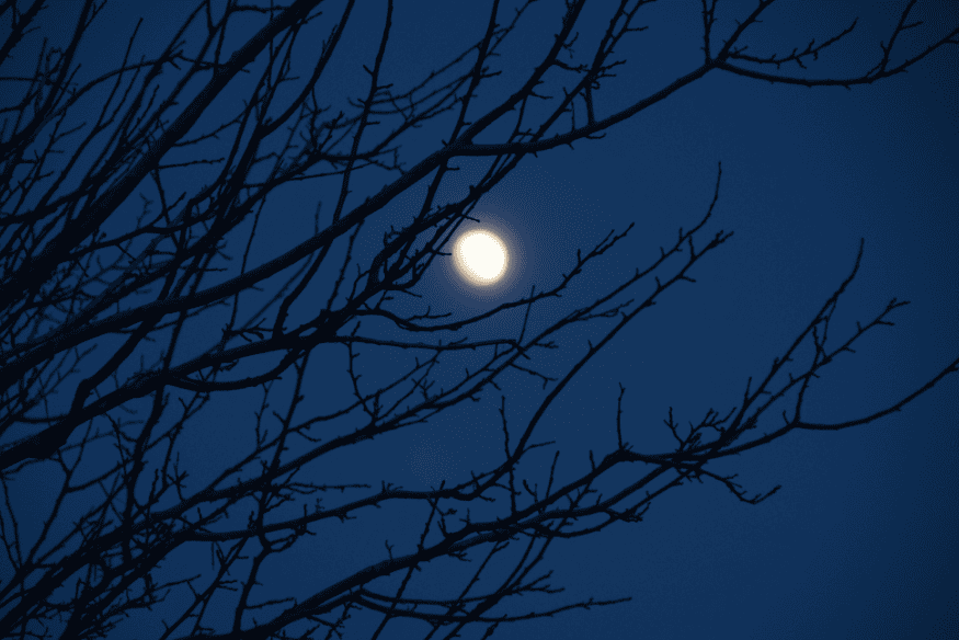 Lua brilhante vista entre galhos secos contra céu azul escuro, em cena simples de fotografia lunar ao ar livre.