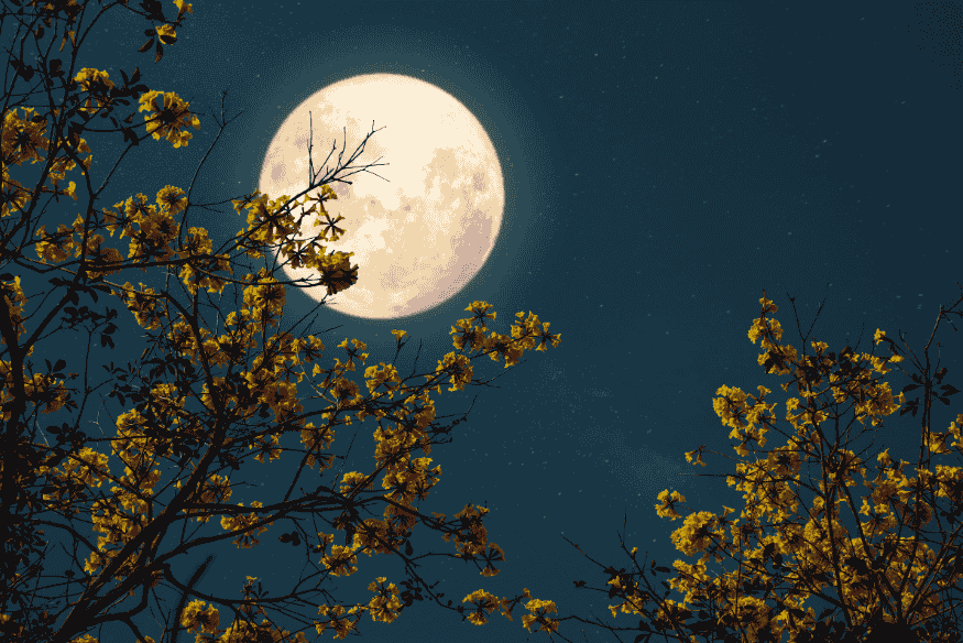 Lua cheia brilhando no céu noturno entre galhos com flores, em composição que valoriza enquadramento natural para fotografar a Lua.