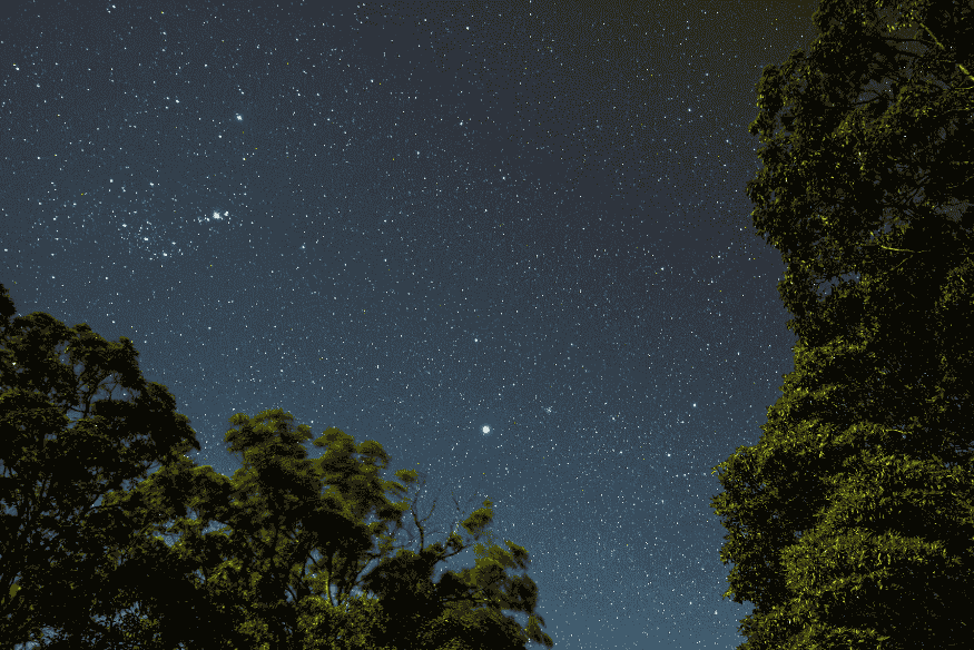 Céu noturno cheio de estrelas acima de árvores escuras, em cena ampla ideal para fotografia astronômica com câmera simples.