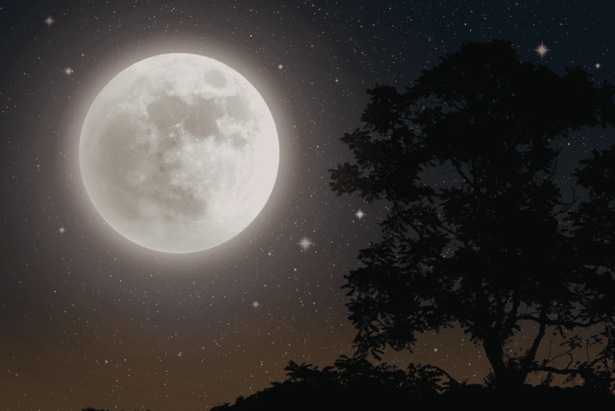 Lua cheia brilhante no céu noturno ao lado da silhueta de uma árvore, em composição simples de fotografia astronômica.